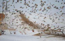 Gallery - Bird Pictures