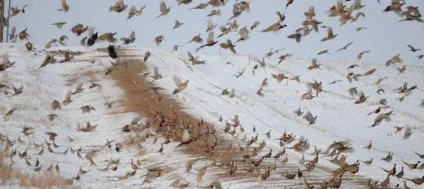 Pheasants walking and flying over gravel road.